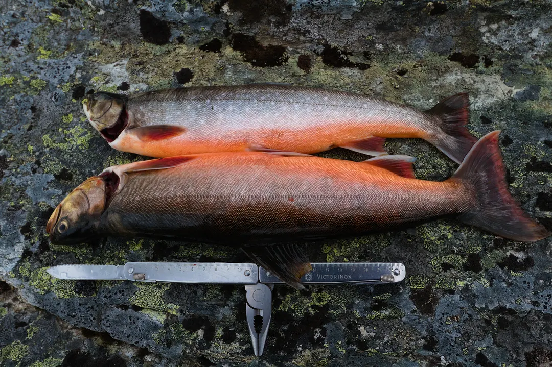 Two freshly caught arctic char on a rock