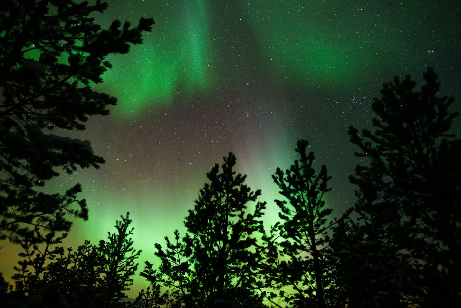 Aurora glowing behind spruce trees