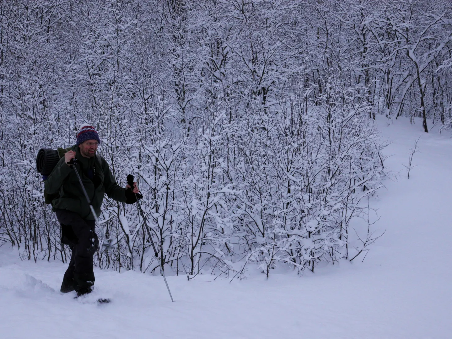 Roy on snowshoes in a snowy birch forest