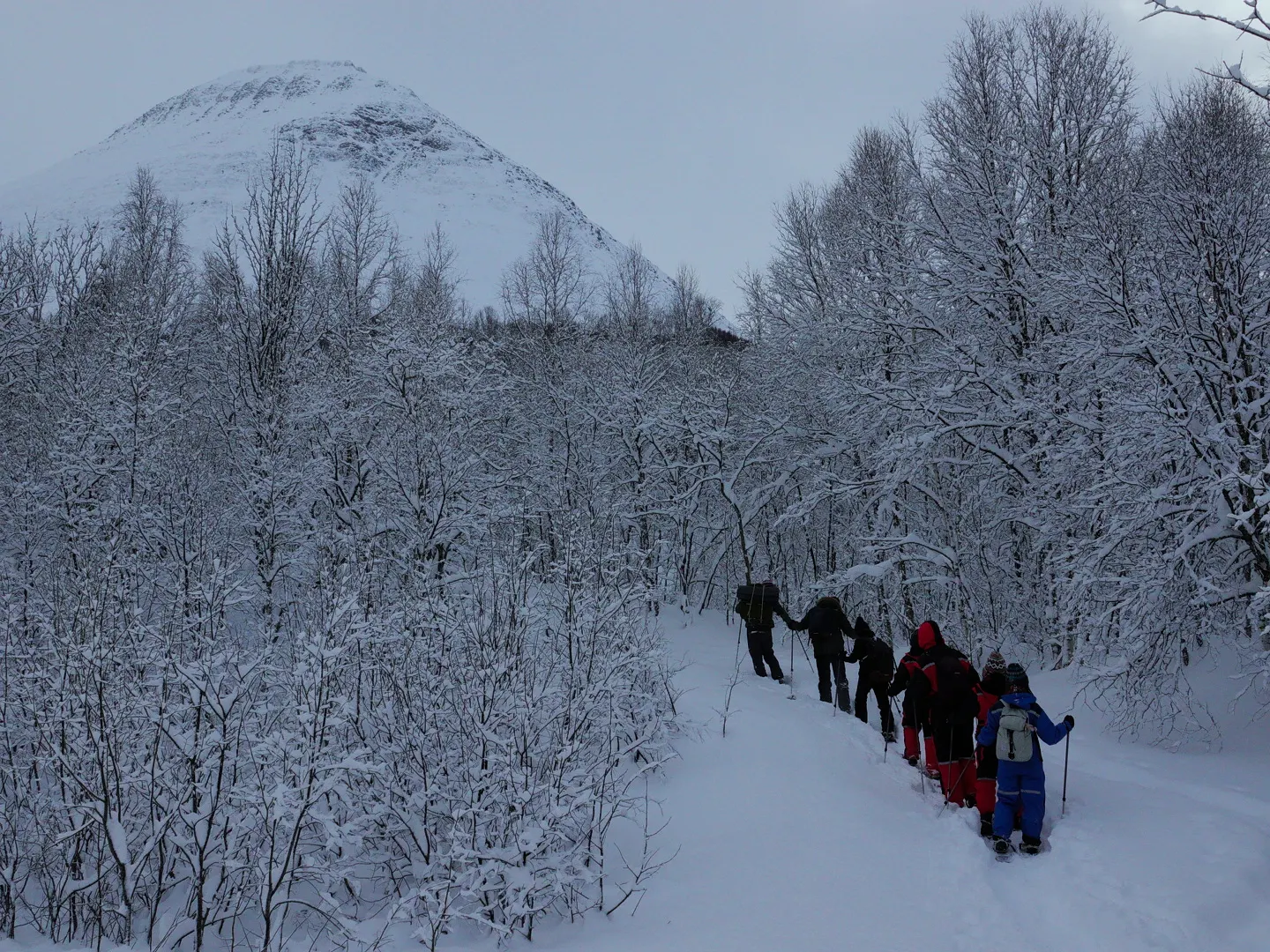 Snowshoers in a white birch forest